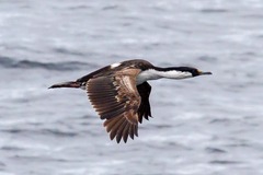 Leucocarbo bransfieldensis