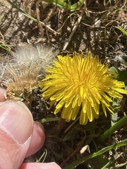 Taraxacum