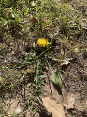 Taraxacum