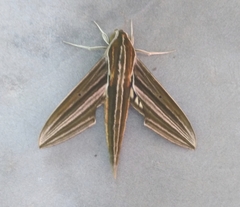 Xylophanes titana