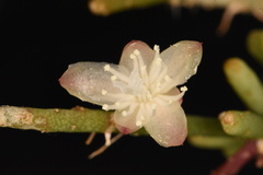 Rhipsalis mesembryanthemoides