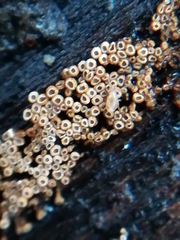 Cyphellaceae