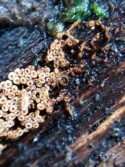 Cyphellaceae