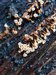 Cyphellaceae