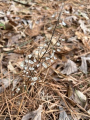 Scutellaria integrifolia