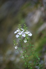 Euphrasia cuneata