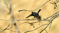 Baeolophus wollweberi