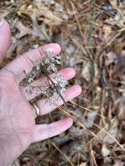 Scutellaria integrifolia