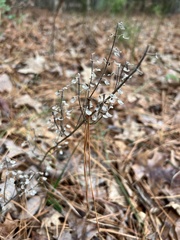 Scutellaria integrifolia