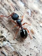 Myrmecina graminicola