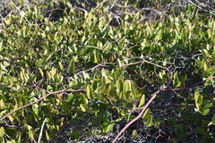 Smilax auriculata