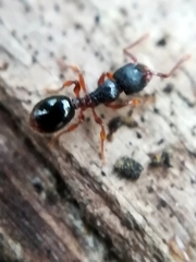 Myrmecina graminicola