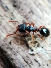 Myrmecina graminicola