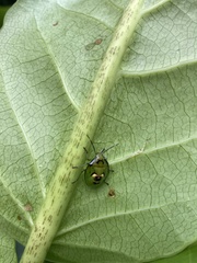 Glaucias amyoti