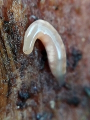 Argonemertes