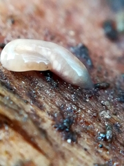 Argonemertes