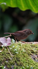 Schoeniparus brunneus