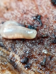 Argonemertes