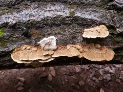Trametes hirsuta
