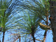 Setophaga coronata