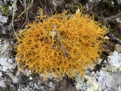 Teloschistes flavicans