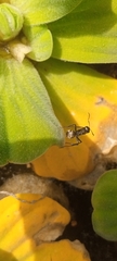 Camponotus sericeus