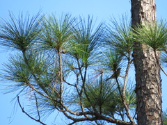 Setophaga coronata