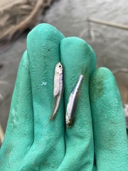 Notropis atherinoides