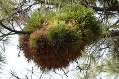 Elytroderma deformans