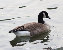 Branta canadensis