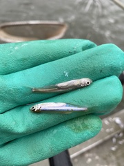 Notropis atherinoides