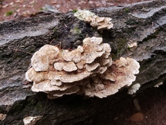 Trametes hirsuta