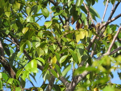 Vireo crassirostris