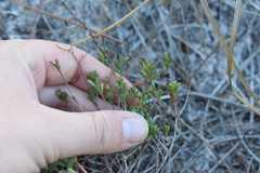 Polygonella polygama