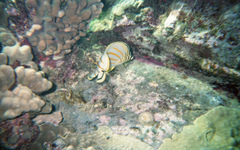 Chaetodon ornatissimus