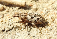 Cyphocleonus dealbatus
