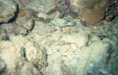 Canthigaster jactator