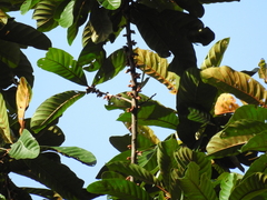Chrysophyllum