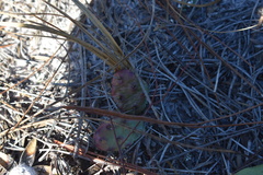 Opuntia drummondii