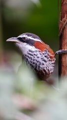 Pomatorhinus musicus