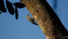 Melanerpes hoffmannii