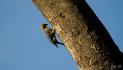 Melanerpes hoffmannii