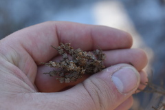 Polygonella polygama