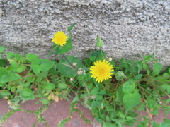 Sonchus oleraceus image