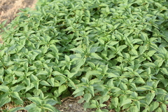 Urtica dioica dioica