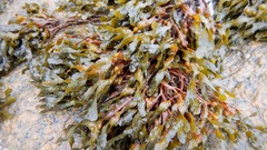 Fucus spiralis