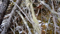 Usnea trichodea