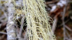 Usnea trichodea