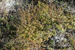 Vaccinium myrsinites