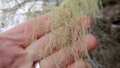 Usnea trichodea